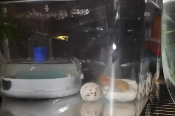 孔雀鱼失去平衡的原因及处理方法,可能是水质太差所致