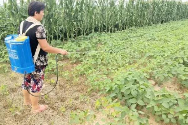 春季毛豆的播种时间，通常在2月下旬到3月上旬播种