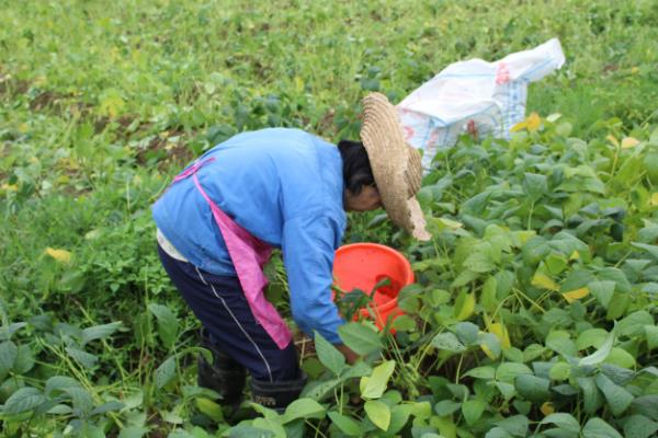 春季毛豆的播种时间，通常在2月下旬到3月上旬播种