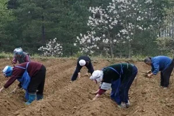 春季毛豆的播种时间，通常在2月下旬到3月上旬播种