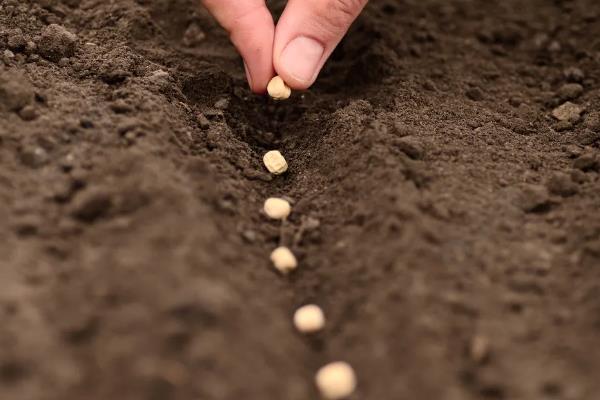 春季毛豆的播种时间，通常在2月下旬到3月上旬播种