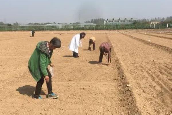 春季毛豆的播种时间，通常在2月下旬到3月上旬播种