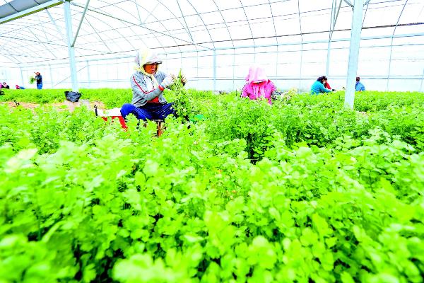 香菜死苗烂根如何解决,拔除病株后再喷施杀菌剂