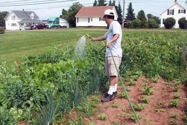 香菜死苗烂根如何解决,拔除病株后再喷施杀菌剂