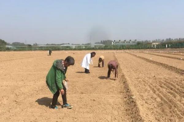香菜死苗烂根如何解决,拔除病株后再喷施杀菌剂