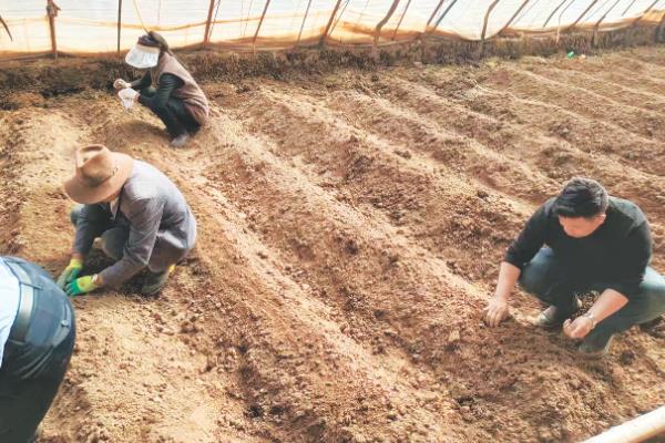 香菜死苗烂根如何解决,拔除病株后再喷施杀菌剂
