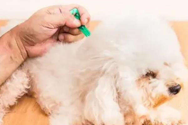 狗狗多久体外驱虫一次，幼犬建议每月进行一次