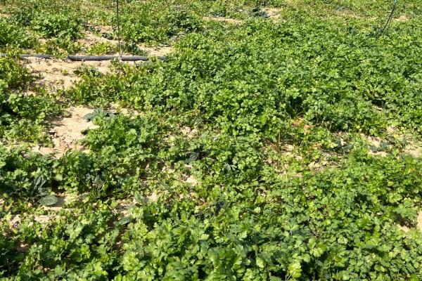 香菜死苗烂根如何解决,拔除病株后再喷施杀菌剂