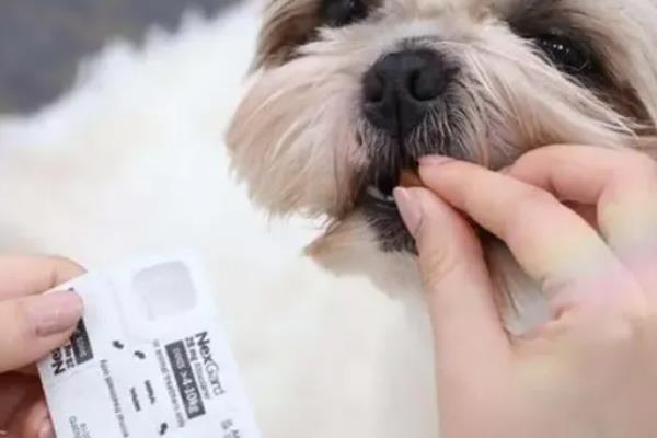 狗狗多久体外驱虫一次，幼犬建议每月进行一次