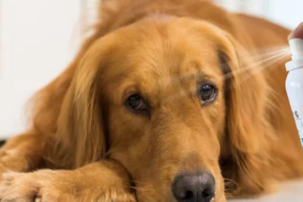 狗狗多久体外驱虫一次，幼犬建议每月进行一次