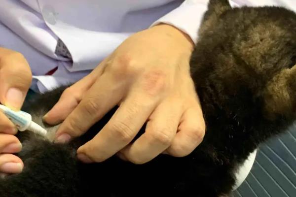 狗狗多久体外驱虫一次，幼犬建议每月进行一次