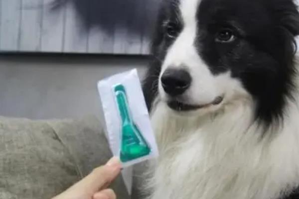 狗狗多久体外驱虫一次，幼犬建议每月进行一次
