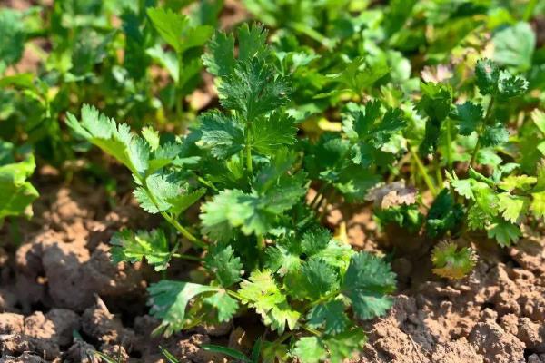 香菜死苗烂根如何解决,拔除病株后再喷施杀菌剂