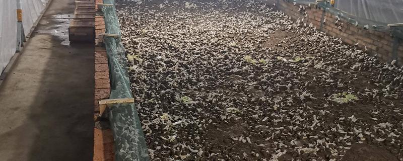 蜗牛怎么养殖，环境温度在16-40度之间为佳