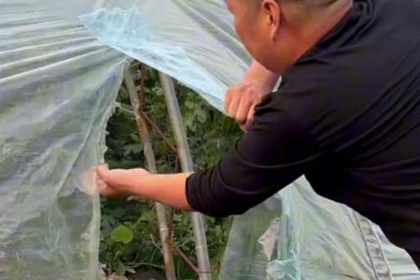 棚膜怎么除尘，高温季节建议用水冲