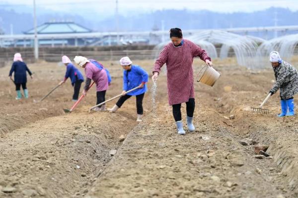 香菜死苗烂根如何解决,拔除病株后再喷施杀菌剂
