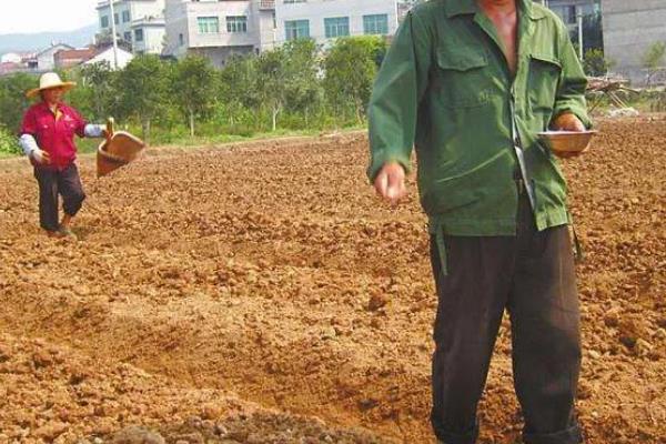 香菜死苗烂根如何解决,拔除病株后再喷施杀菌剂