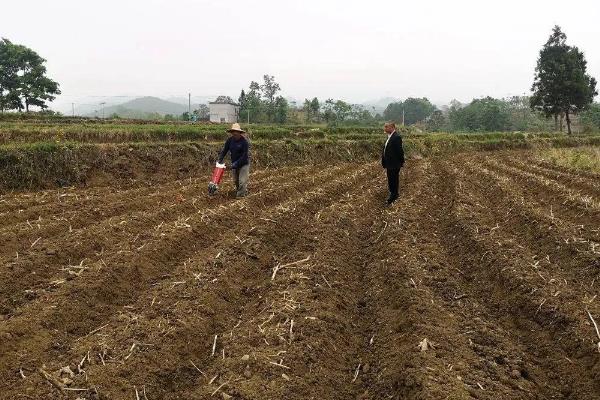 香菜死苗烂根如何解决,拔除病株后再喷施杀菌剂