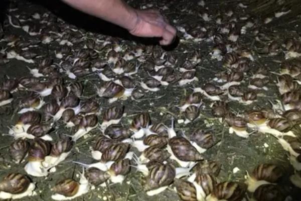 蜗牛怎么养殖，环境温度在16-40度之间为佳