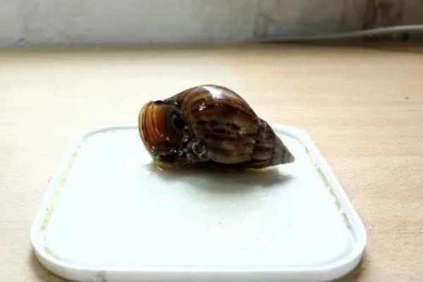 蜗牛怎么养殖，环境温度在16-40度之间为佳