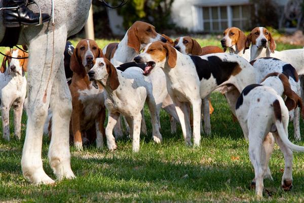 美国猎狐犬与米格鲁的区别，背部呈黑色是米格鲁的最大象征