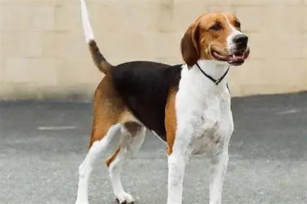美国猎狐犬与米格鲁的区别，背部呈黑色是米格鲁的最大象征
