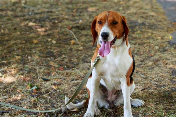 美国猎狐犬与米格鲁的区别，背部呈黑色是米格鲁的最大象征