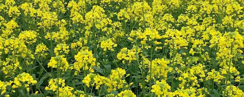 油菜花和芸苔有什么区别，外形和花朵均不同