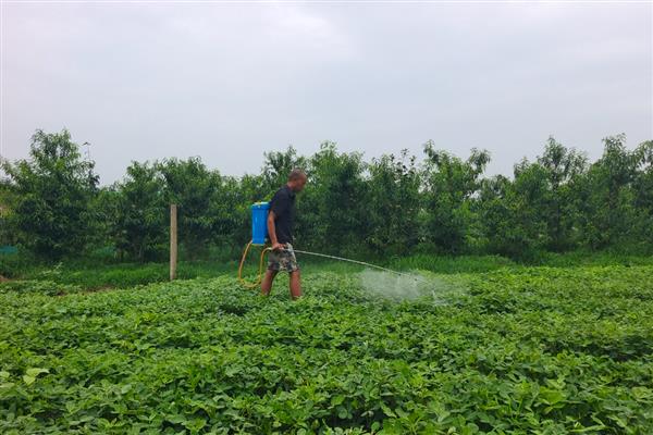 灭草松的防治对象，可灭杀苍耳、问荆、马齿苋等杂草