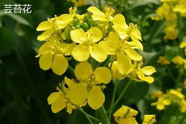 油菜花和芸苔有什么区别，外形和花朵均不同