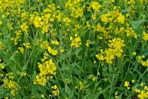 油菜花和芸苔有什么区别，外形和花朵均不同