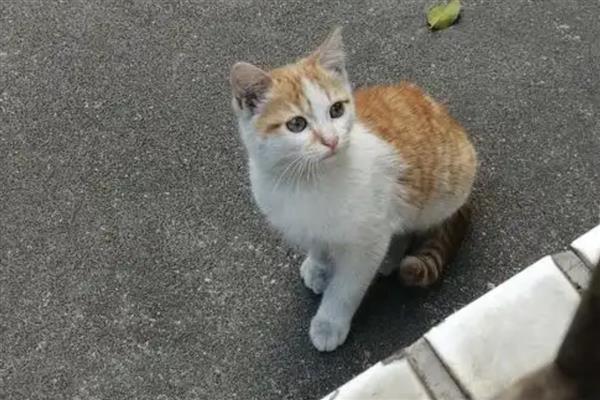 牛磺酸对猫咪有什么用，可保护视力并促进生长发育