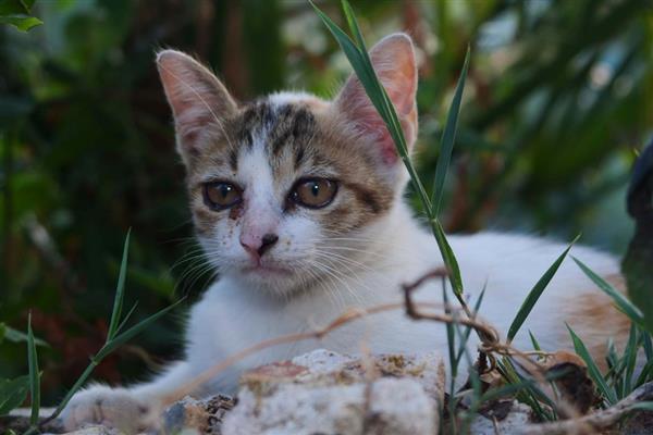 牛磺酸对猫咪有什么用，可保护视力并促进生长发育