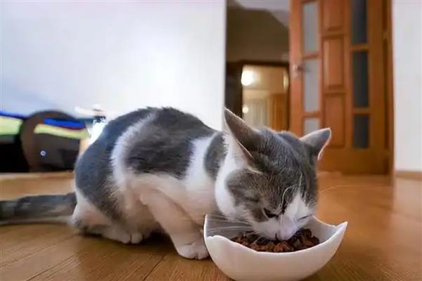牛磺酸对猫咪有什么用，可保护视力并促进生长发育