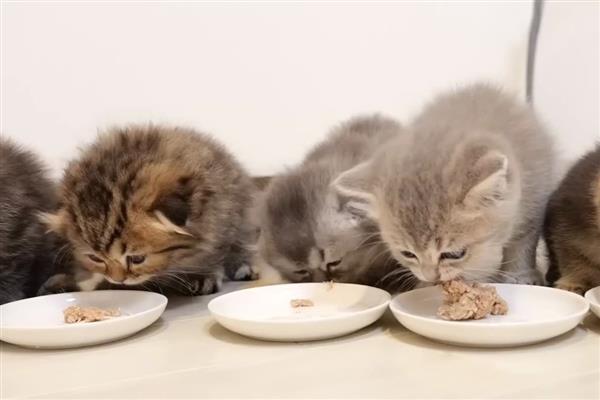 牛磺酸对猫咪有什么用，可保护视力并促进生长发育