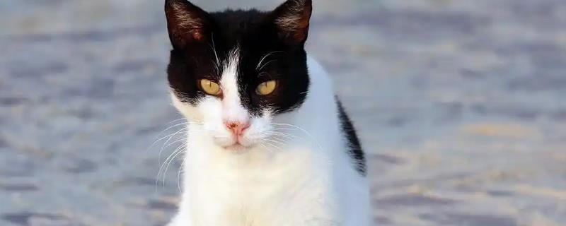 猫咪为什么不喜欢让人抱，姿势不正确会让它感到不适