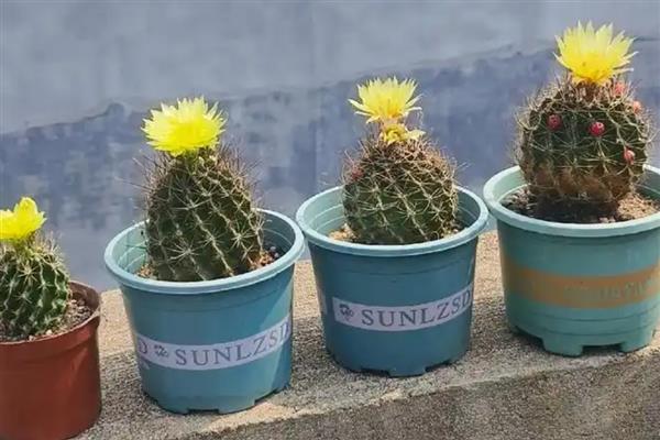 仙人球的摆放位置，阳台、门口、书房等处都是适宜选择