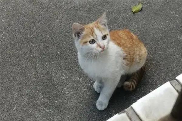 猫咪为什么不喜欢让人抱，姿势不正确会让它感到不适