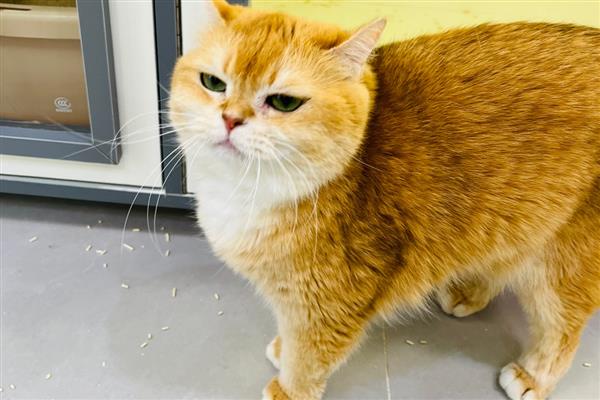 猫咪为什么不喜欢让人抱，姿势不正确会让它感到不适