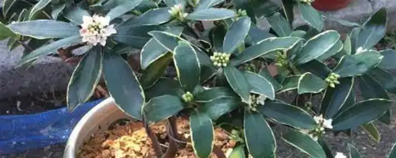 金边瑞香的耐寒温度，可以忍耐5℃的低温
