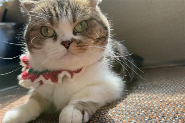 猫咪为什么不喜欢让人抱，姿势不正确会让它感到不适