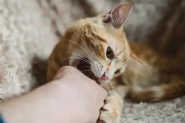 猫咪为什么不喜欢让人抱，姿势不正确会让它感到不适