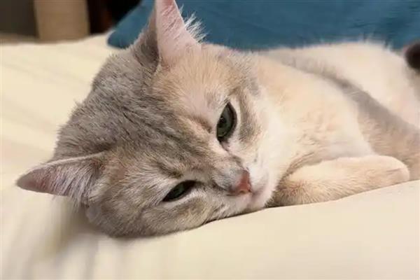 猫咪为什么不喜欢让人抱，姿势不正确会让它感到不适