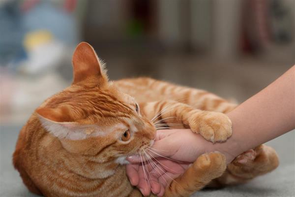 猫咪为什么不喜欢让人抱，姿势不正确会让它感到不适