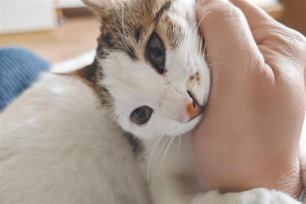 猫咪为什么不喜欢让人抱，姿势不正确会让它感到不适