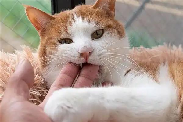 猫咪为什么不喜欢让人抱，姿势不正确会让它感到不适
