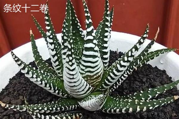 琉璃殿与条纹十二卷有什么区别，前者属于阿福花科、后者属于独尾草科