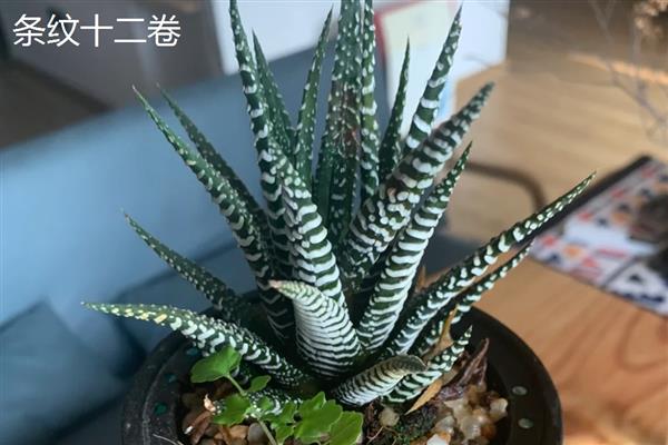 琉璃殿与条纹十二卷有什么区别，前者属于阿福花科、后者属于独尾草科
