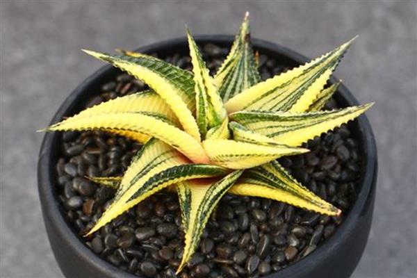 琉璃殿与条纹十二卷有什么区别，前者属于阿福花科、后者属于独尾草科