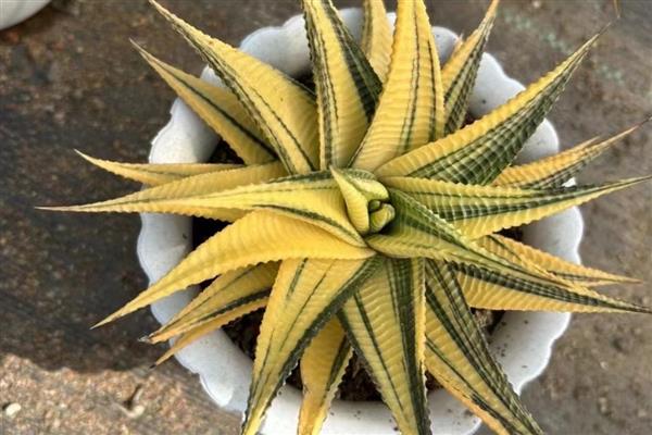 琉璃殿与条纹十二卷有什么区别，前者属于阿福花科、后者属于独尾草科